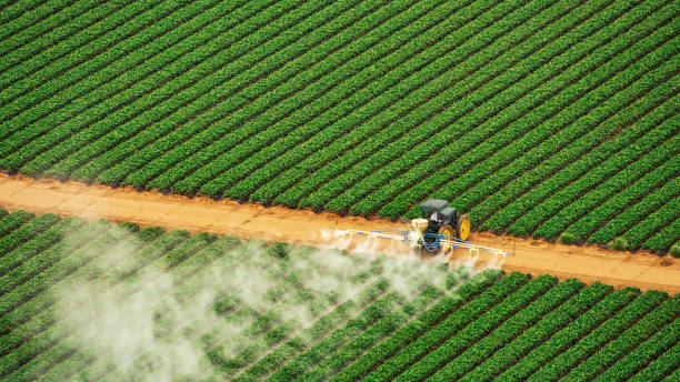Best Wasp Removal Services  in Cottonport, LA