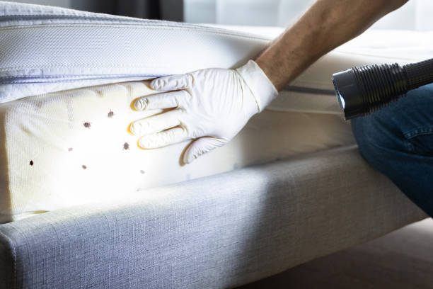 Best Pest Control Near Me in Cottonport, LA