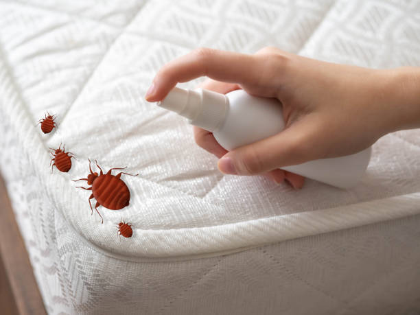 Best Bed Bug Extermination  in Cottonport, LA